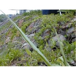 五节芒：耐旱耐寒草本