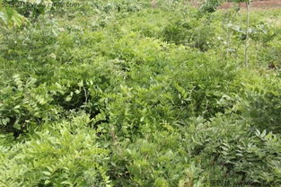 种子处理技巧分享