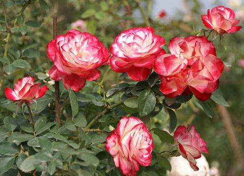 香香公主， 诺娃月季，名字听起来就香