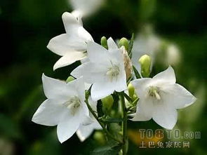 桔梗花的花语是什么？它背后的传说故事有哪些