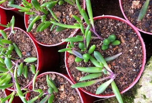 菠萝蜜种植最佳月份：春末夏初，抢占花卉市场！
