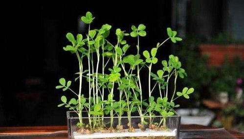 花生出苗后：蕞佳浇水时间