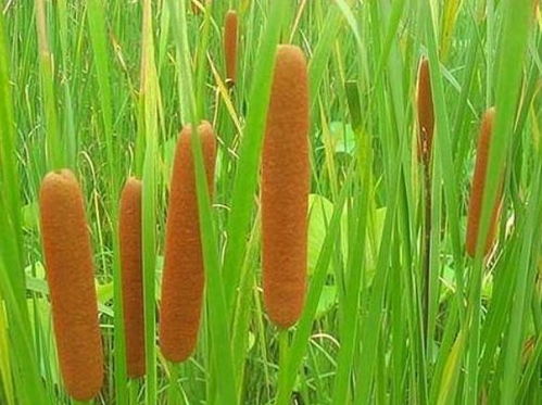 香蒲在花盆里生长需要什么样的土壤和光照条件