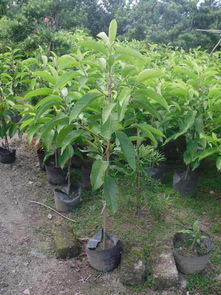 栽植间距的讲究