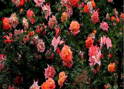 土壤处理：改良南京地区土壤， 为大花月季打下坚实基础