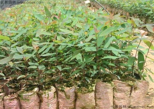 构树的药用价值