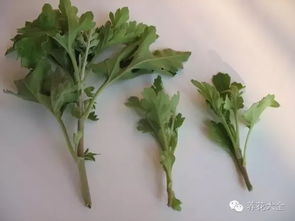 菊花最佳扦插时间已过