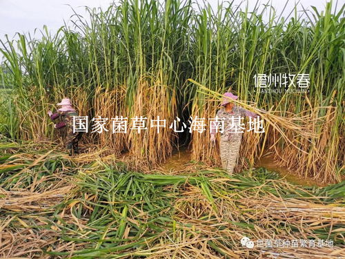 高原种草， 这事儿得讲究缘分