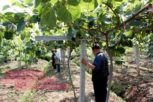 培育丛生苗， 先问自己两个问题