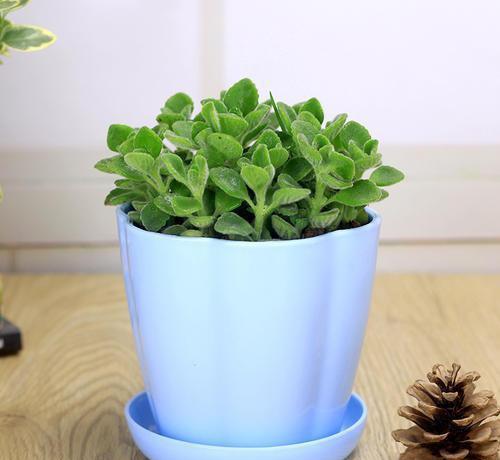 种花为何会有肉虫出没？