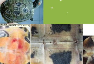 聚维碘酮治疗腐甲的效果