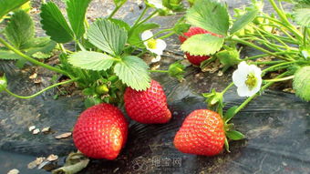 红颜草莓和奶油草莓哪个更美味？它们的口感和风味有何不同