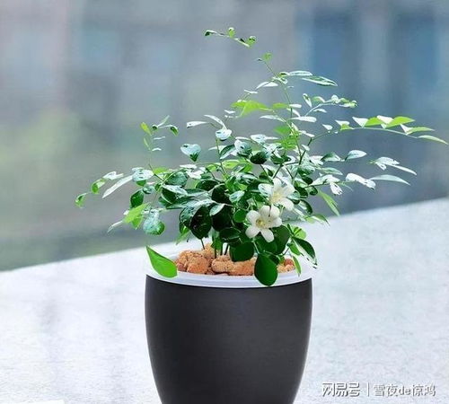 四季常绿的花，家里养养真不错