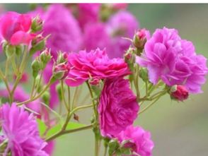 初学者如何分辨品种