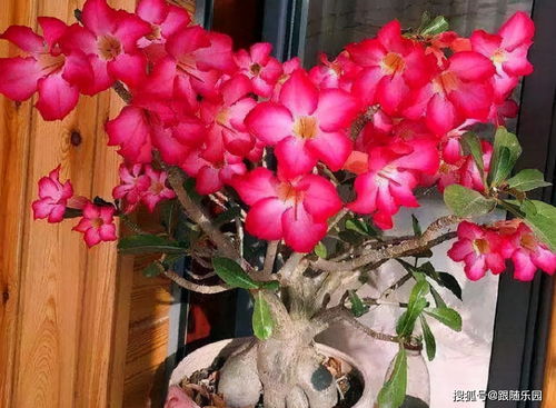 沙漠玫瑰：天性耐旱积水