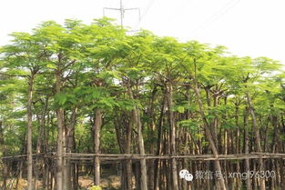 冬青树苗如何栽种？有哪些种植方法和技术需要注意