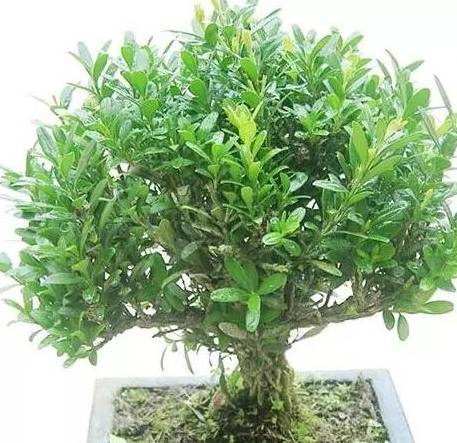 庭院中的小金心， 闪着不凡的光芒