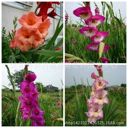 第一章：选花与器具