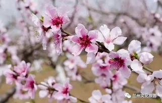 四月赏花去西湖，这几种花一定要去看一看