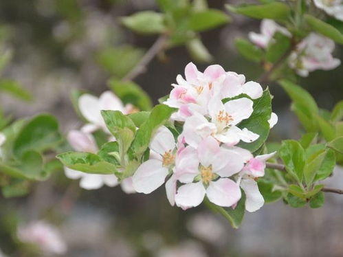 先说说你得堪堪是不是浇水太多