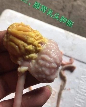 家禽腺胃炎与肌胃糜烂研究进展显著