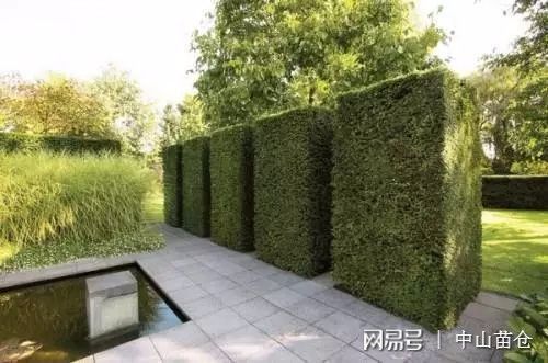 绿化苗木品种选择，如何入手？