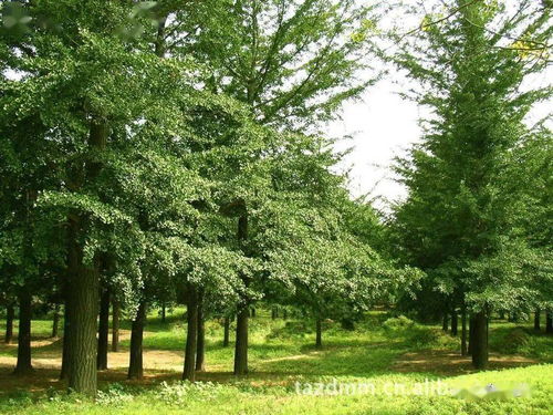 元宝枫种植， 种子催芽那些事儿
