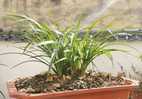 养兰花选什么材质的花盆最合适？哪种花盆能让兰花生长更旺盛