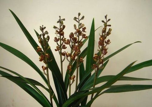 墨兰在每年的2月至4月间开花，属春兰类