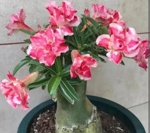 沙漠玫瑰， 那独特的气质