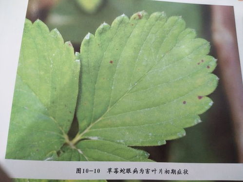 草莓蛇眼病是一种真菌性病害，主要侵害草莓叶片和果实