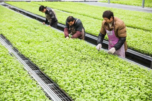 属于半耐寒蔬菜， 适应温度范围广