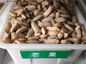 什么时候是芒果种植的最佳月份？