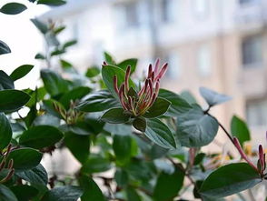 金银花：冬日里的清凉使者