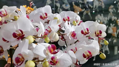 如何让枯萎兰花重焕生机？