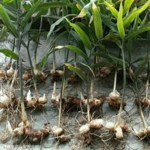 养兔种植的牧草选择