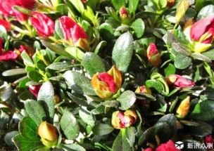 场合选择，花语传情