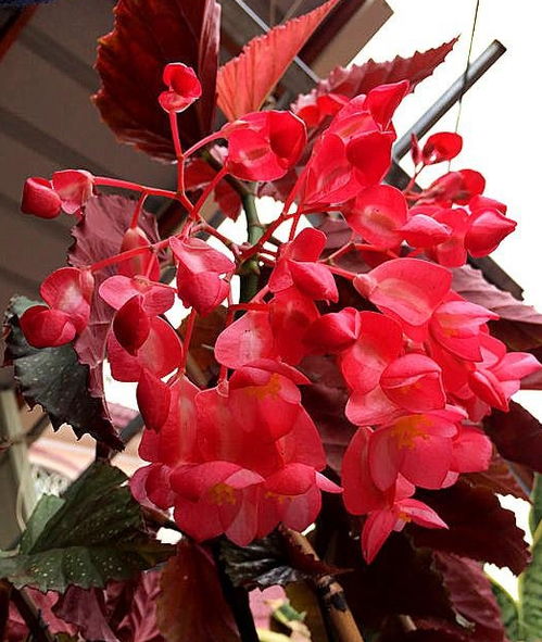 竹节秋海棠的花期和花语