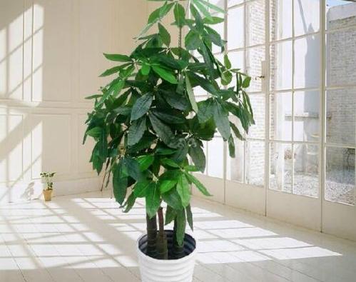 发财树， 大气又实用
