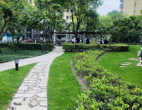 树木修剪， 要剪得有道理