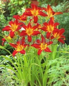 金娃娃萱草的价格与种植环境