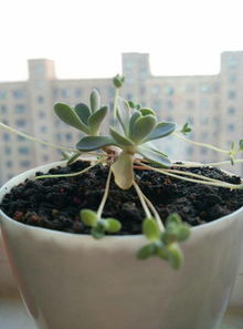 终极拷问：网购的营养土真的比园土好吗？