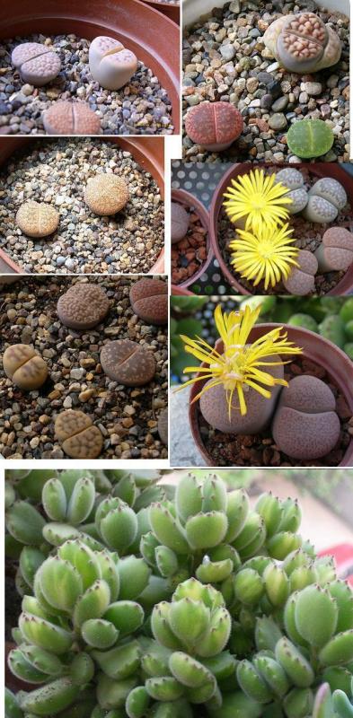 茉莉花：香氛性价比之王