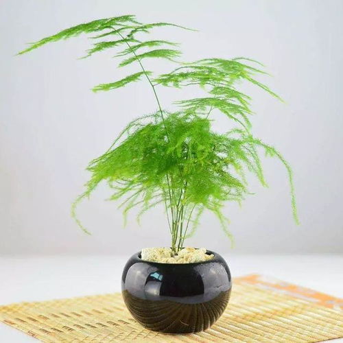 文竹烂根是什么原因导致的？如何有效补救