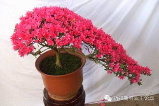杜鹃花需要多久浇一次水，才能保持土壤湿润不积水