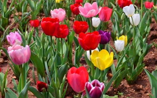 球根花卉花期长，栽培管理要点大盘点