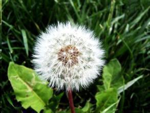 蒲公英菊花金银花泡水，比例有讲究