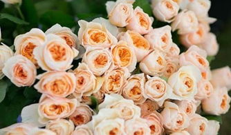 朱丽叶柯德娜的美丽