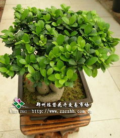 人参在什么季节种植最适宜？需要怎样的生长环境