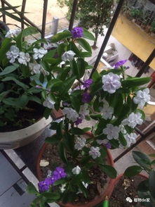 家里养花，香气四溢，幸福感爆棚！